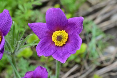 Bahçedeki güzel mor çiçeklerin yakın görüntüsü