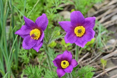 Bahçedeki güzel mor çiçeklerin yakın görüntüsü
