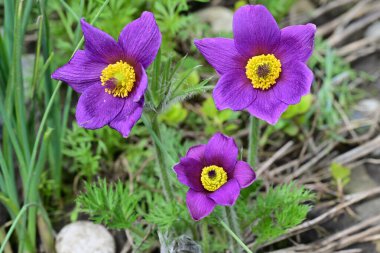 Bahçedeki güzel mor çiçeklerin yakın görüntüsü