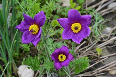 Bahçedeki güzel mor çiçeklerin yakın görüntüsü