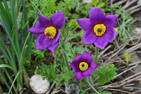 Bahçedeki güzel mor çiçeklerin yakın görüntüsü