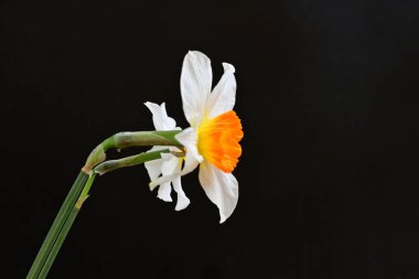 Narcissus bahar çiçekleri siyah arkaplanı kapatır 