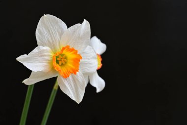 Narcissus bahar çiçekleri siyah arkaplanı kapatır 