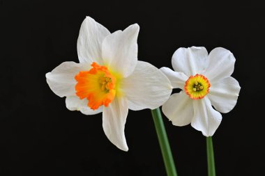 Narcissus bahar çiçekleri siyah arkaplanı kapatır 