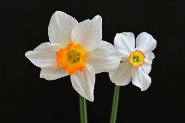 Narcissus bahar çiçekleri siyah arkaplanı kapatır 