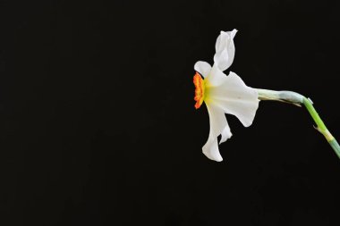 Siyah arka planda güzel nergis çiçeği, yaz konsepti, yakın görüş