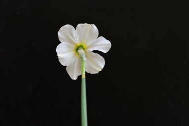 Siyah arka planda güzel nergis çiçeği, yaz konsepti, yakın görüş