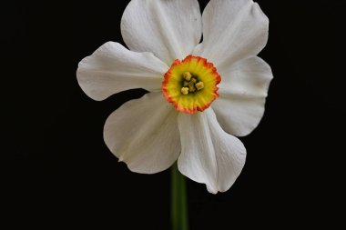 Narcissus ilkbahar çiçeği siyah arkaplanda yakın görünüm 