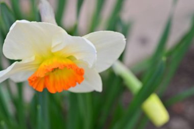 Narcissus ilkbahar çiçeği. Yakın görüş. 