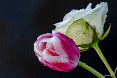 Güzel yumuşak lale ve gül çiçekleri siyah bir arkaplanda