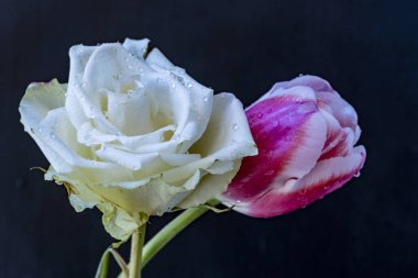 Güzel yumuşak lale ve gül çiçekleri siyah bir arkaplanda