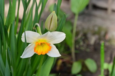 Narcissus ilkbahar çiçeği. Yakın görüş. 