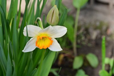 Narcissus ilkbahar çiçeği. Yakın görüş. 