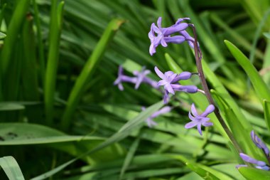 Güneşli yaz gününde bahçede yetişen güzel mor çiçekler.