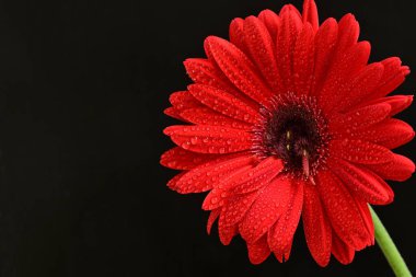 Siyah arkaplanda kırmızı gerbera çiçeği 