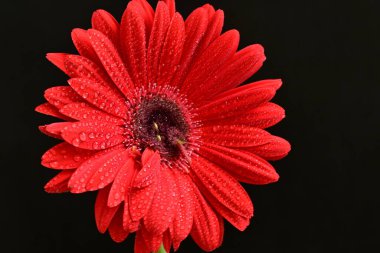 Siyah arkaplanda kırmızı gerbera çiçeği 