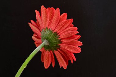 Siyah arkaplanda kırmızı gerbera çiçeği 