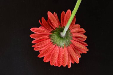 Siyah arkaplanda kırmızı gerbera çiçeği 