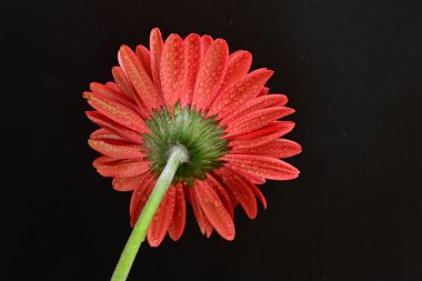 Siyah arkaplanda kırmızı gerbera çiçeği 