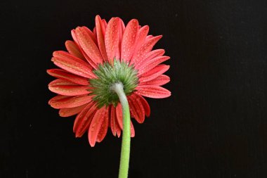 Siyah arkaplanda kırmızı gerbera çiçeği 