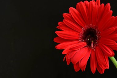 Siyah arkaplanda kırmızı gerbera çiçeği 