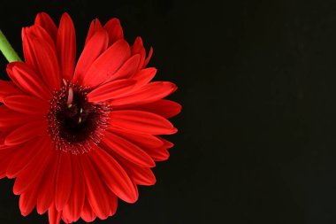 Siyah arkaplanda kırmızı gerbera çiçeği 