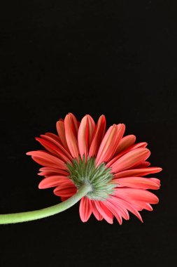 Siyah arkaplanda kırmızı gerbera çiçeği 