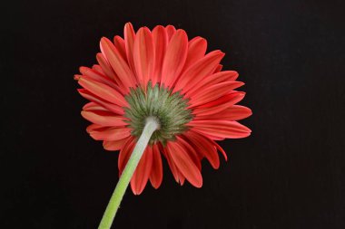 Siyah arkaplanda kırmızı gerbera çiçeği 