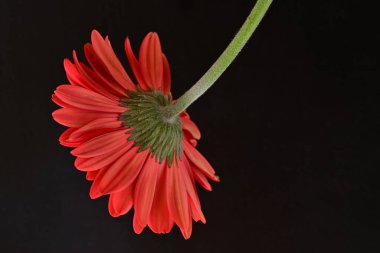 Karanlık arka planda güzel Gerbera çiçeği, yaz konsepti, yakın görüş 