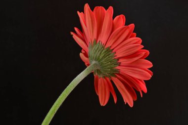 Karanlık arka planda güzel Gerbera çiçeği, yaz konsepti, yakın görüş 