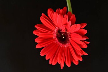 Karanlık arka planda güzel Gerbera çiçeği, yaz konsepti, yakın görüş 