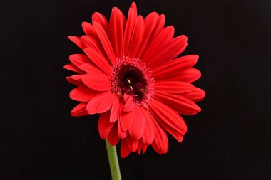 Karanlık arka planda güzel Gerbera çiçeği, yaz konsepti, yakın görüş 