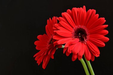 Siyah arka planda açan muhteşem Gerbera çiçeklerini kapatın. 