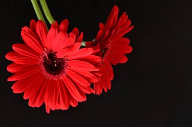 Kırmızı gerbera çiçekleri siyah üzerine izole edilmiş. 