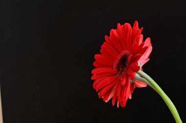 Kırmızı gerbera çiçekleri siyah üzerine izole edilmiş. 