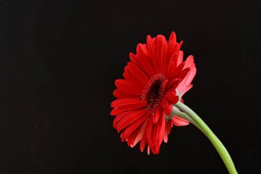 Kırmızı gerbera çiçekleri siyah üzerine izole edilmiş. 