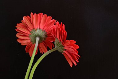 Kırmızı gerbera çiçekleri siyah üzerine izole edilmiş. 