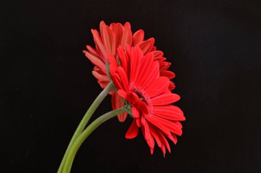 Kırmızı gerbera çiçekleri siyah üzerine izole edilmiş. 