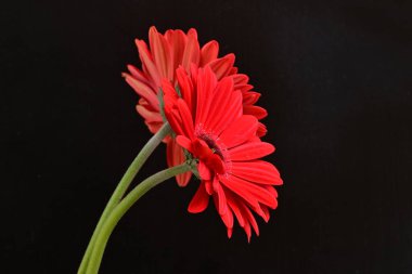 Kırmızı gerbera çiçekleri siyah üzerine izole edilmiş. 