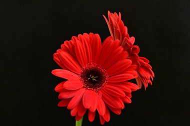 Kırmızı gerbera çiçekleri siyah üzerine izole edilmiş. 