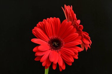 Kırmızı gerbera çiçekleri siyah üzerine izole edilmiş. 