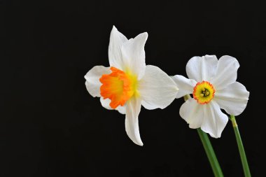 siyah bir arka planda nergis buket. 