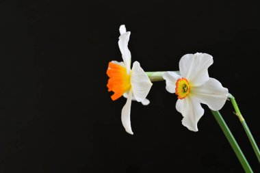 siyah bir arka planda nergis buket. 