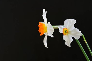 siyah bir arka planda nergis buket. 