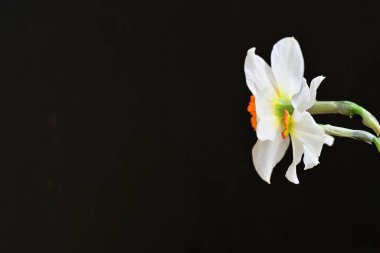 siyah bir arka planda nergis buket. 