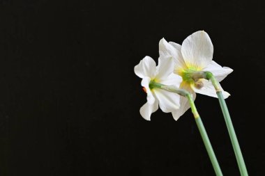 siyah bir arka planda nergis buket. 