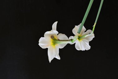 siyah bir arka planda nergis buket. 