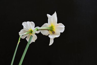 siyah bir arka planda nergis buket. 