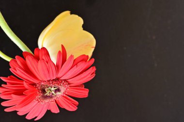 Güzel sarı lale ve kırmızı Gerbera çiçeklerinin yakın görüntüsü.