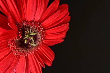 Karanlık arka planda güzel Gerbera çiçeği, yaz konsepti, yakın görüş 